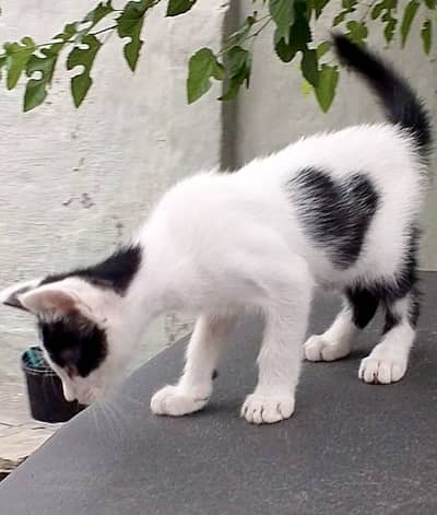 Cat female 03025251342