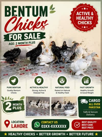 bantam | bantam chicks | black , blue , white bantam | 2 month old