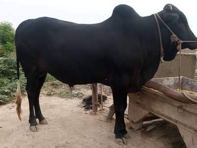 Heavy Desi Black Bull For Sale
