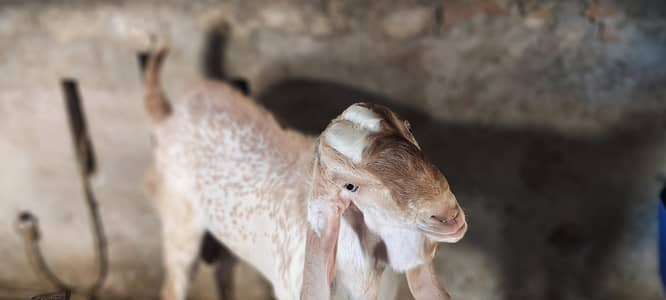 Pure Makhi Cheena Bakra For Sale