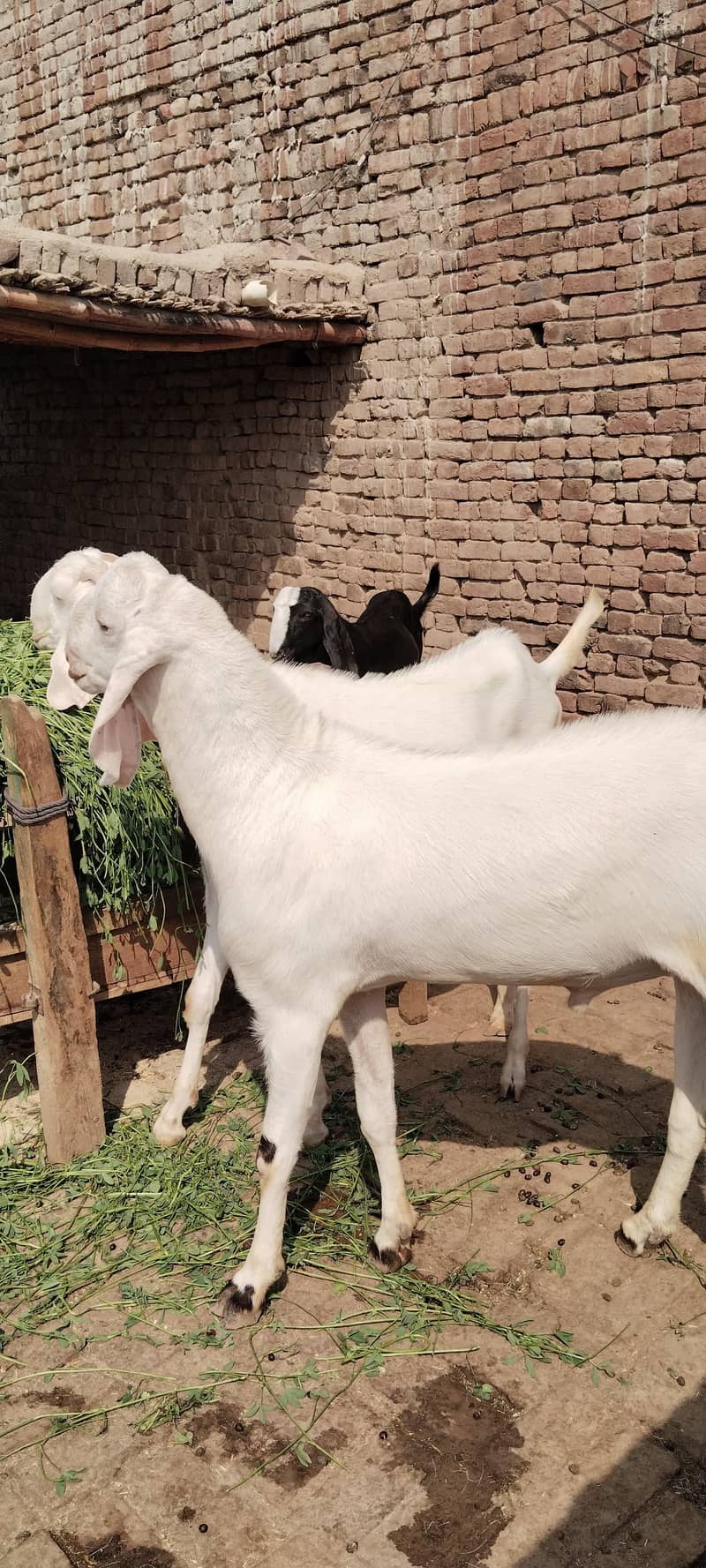 قربانی کے لیے جانور دستیاب ہیں 0
