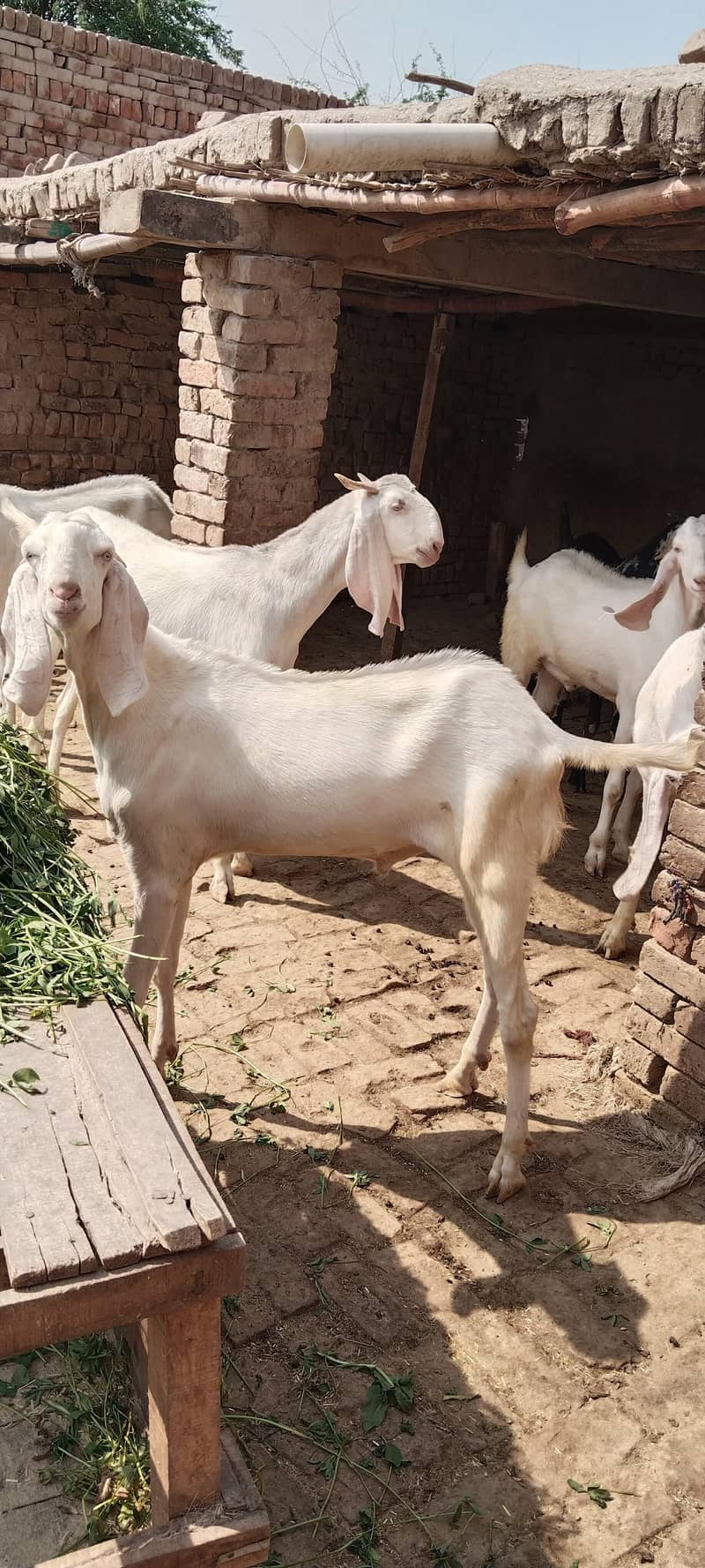 قربانی کے لیے جانور دستیاب ہیں 3