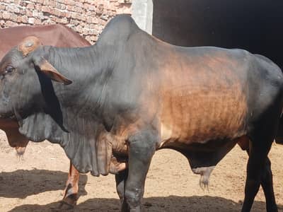 wachy for Qurbani/ Bachray (young bulls) for Qurbani 2026