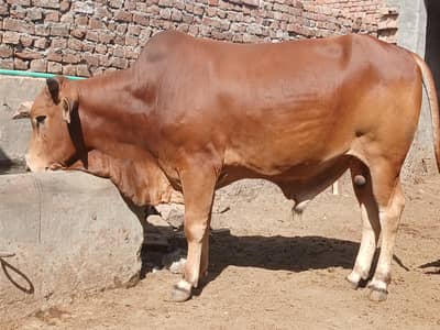 wachy for Qurbani/ Bachray (young bulls) for Qurbani 2026
