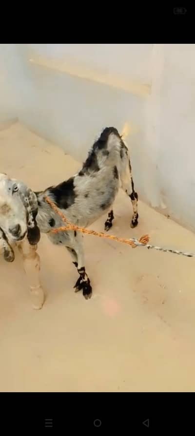 Qurbani ka lia dasi bakri