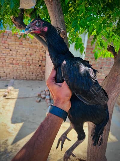 2 pakoye breader female for sale