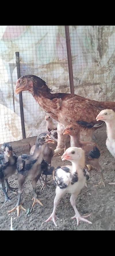 Top Quality hen with Chicks available