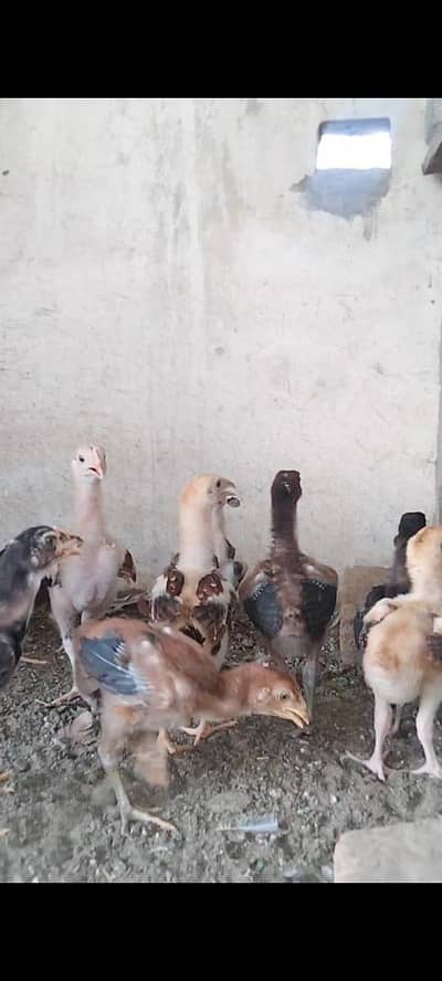 Top Quality hen with Chicks available