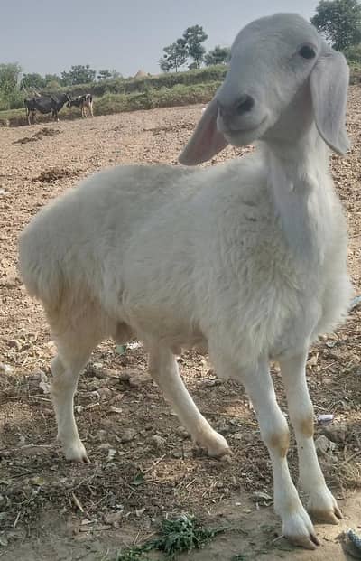 Sheep , dunmba (Male) for sale Qurbani
