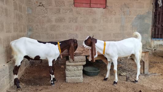 Goats