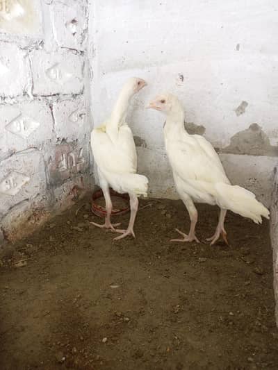 Aseel Pair Heera Aseel White bloodline Home breed