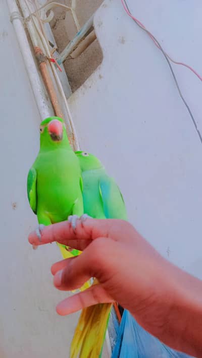 ringneck