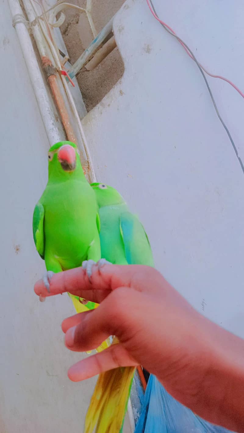 ringneck 0