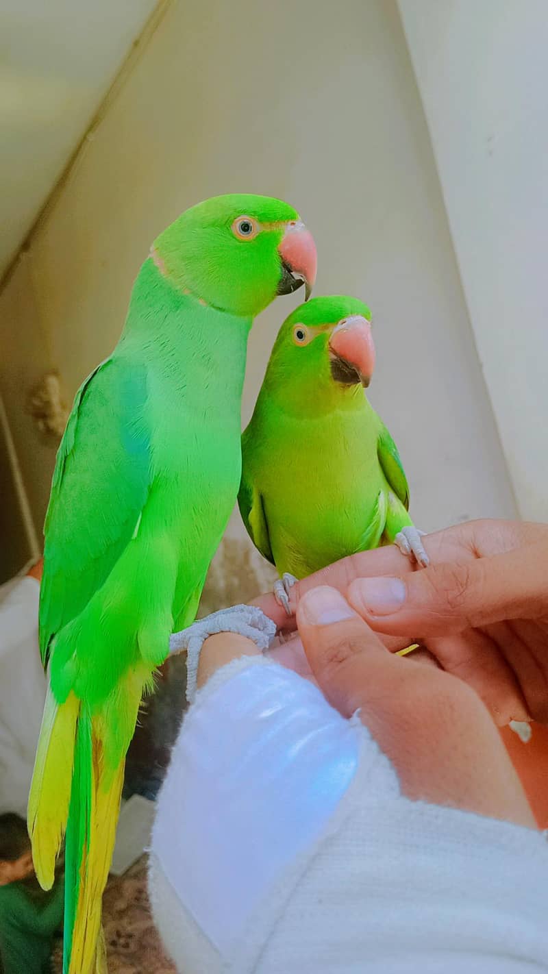 ringneck 1
