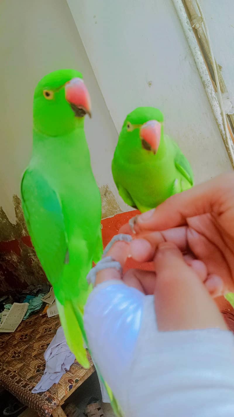 ringneck 2