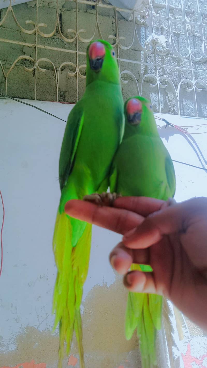 ringneck 3