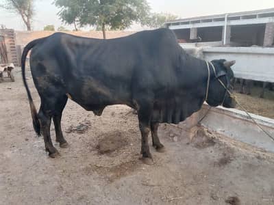 Qurbani k liye bull for sale.  watsapp nmbr 03002000396