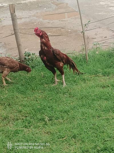 egg start full active
