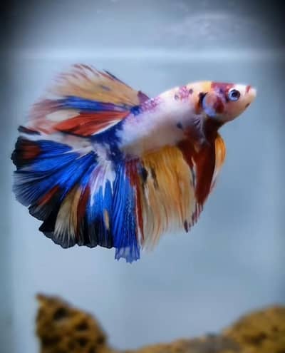 Fish and Fish aquarium Munseeb price 03137381622