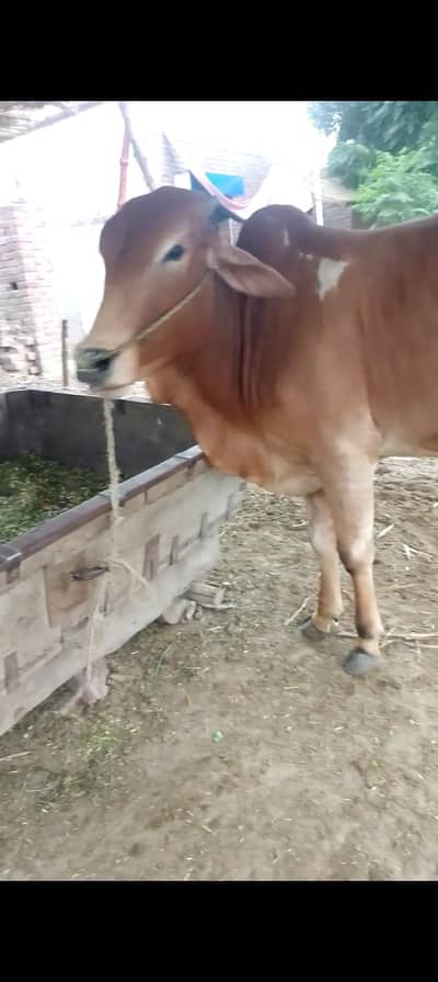Do dant bachra for sale