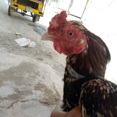achcha hai