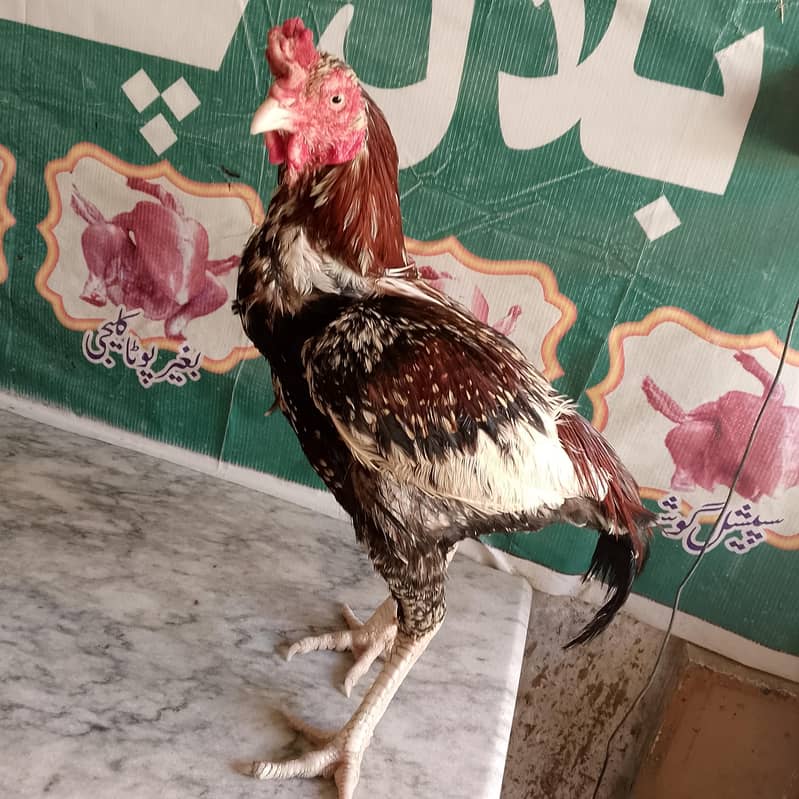 achcha hai 1