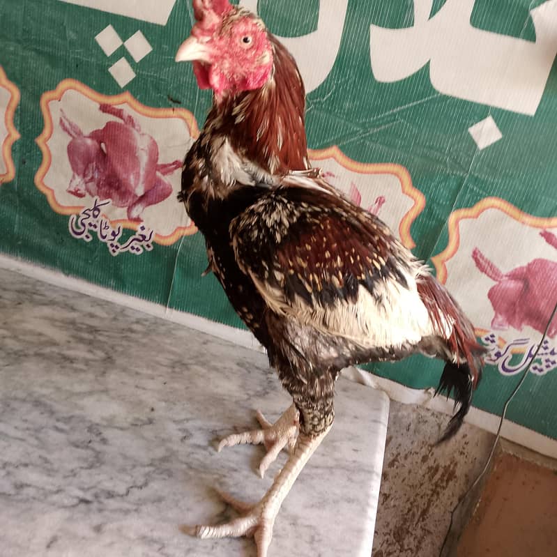 achcha hai 2