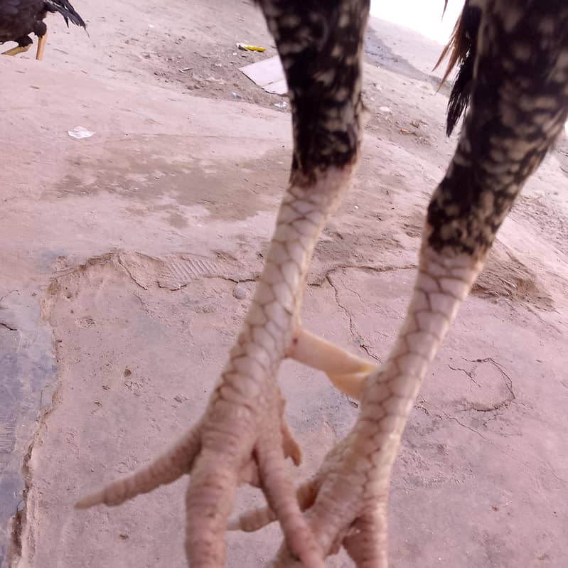 achcha hai 3
