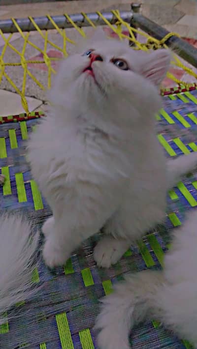 Persian cats pair