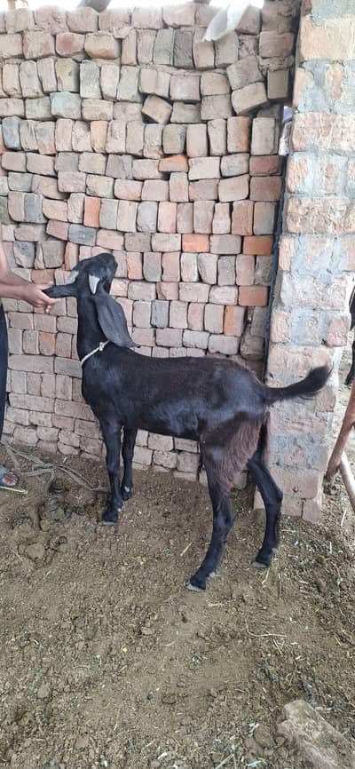 qurbani