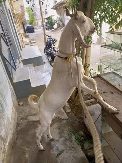 bakra 2 dant ka