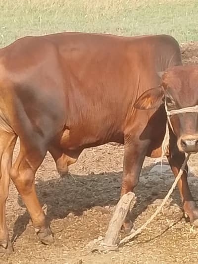 male Bull available for sale