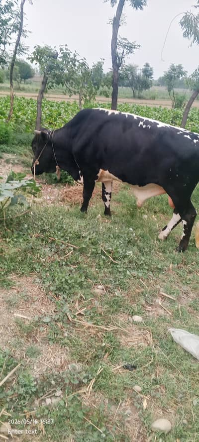 2 daant Wala bail