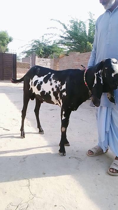 2 dant bakre for sal