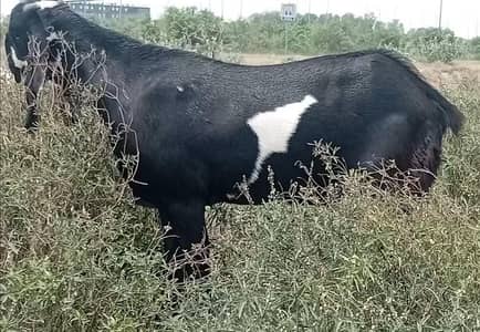Healthy Qurbani Bakra for Sale – Lahore