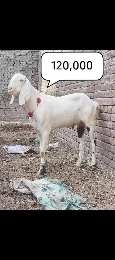 Bakra/Donda/khassi/goat/janwar/Qurbani/Heavy/solid/male/desi/ranjanpur