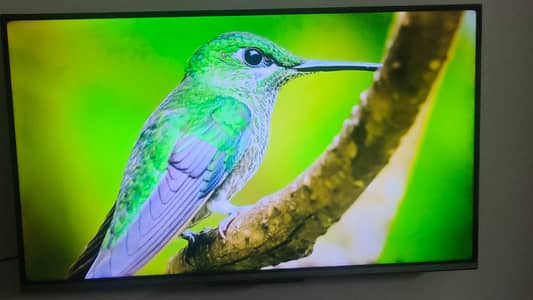 TCL LED TV | 43 Inch