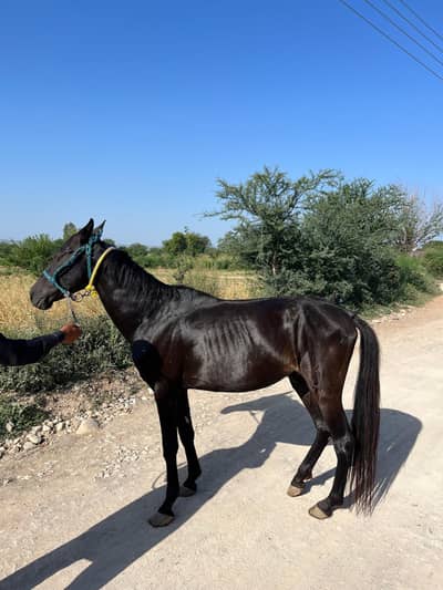 Horse for sale