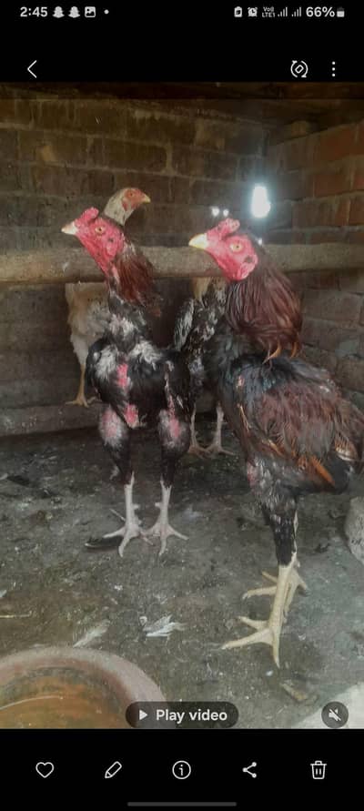 aseel breed active and healthy
