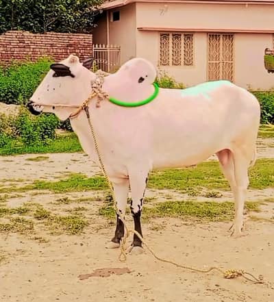 Qarbani k Liya Bull sale ha