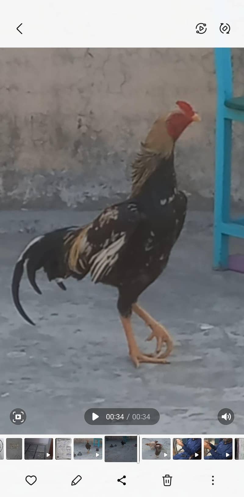 Aseel Java 0