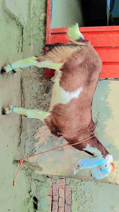 Bakra for Qurbani