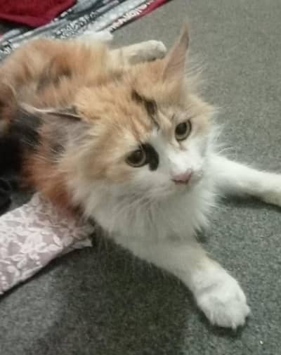 urgent sell double coat female