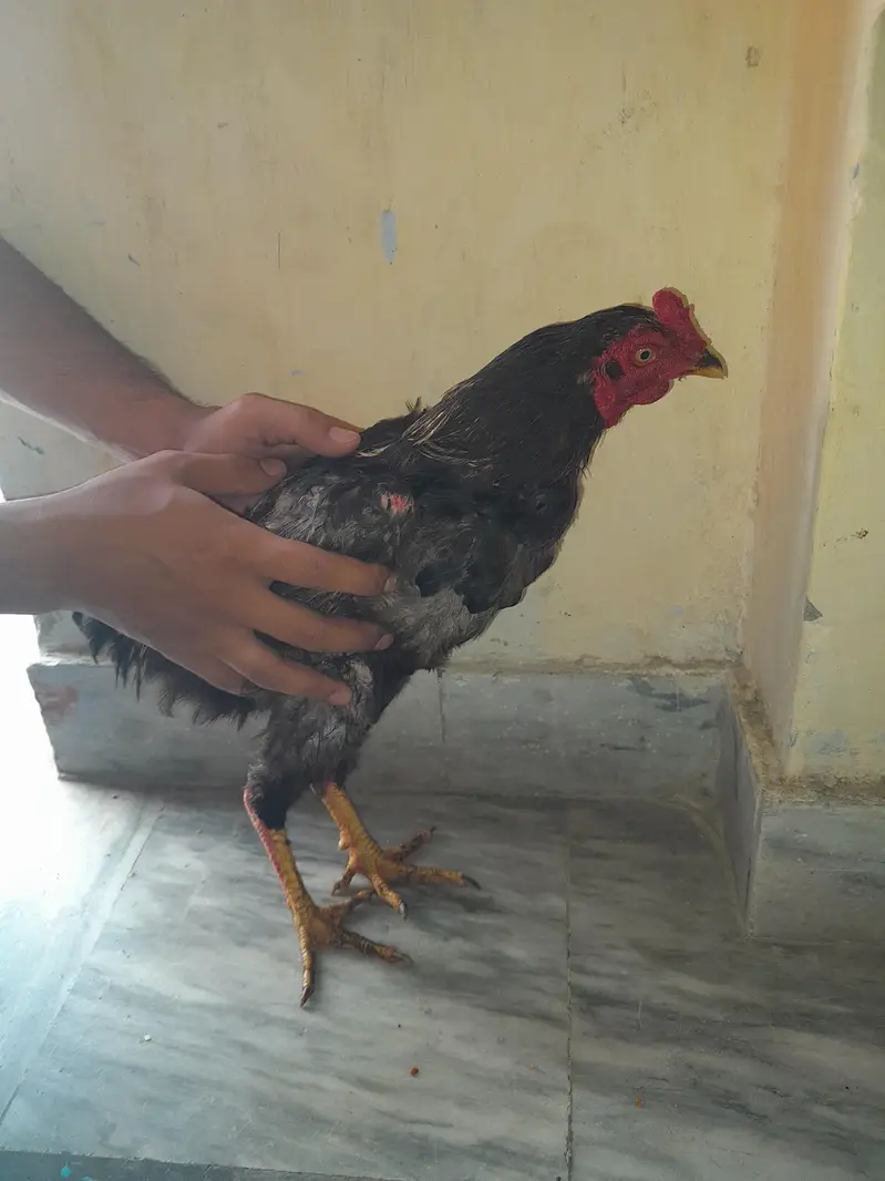 Aseel Amroha — photo 3