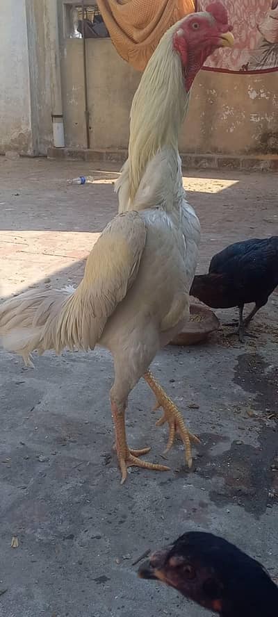 shamo breeders
