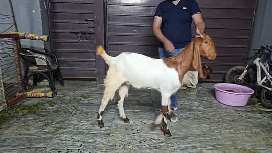 #Goat #Bakera Best Quality
