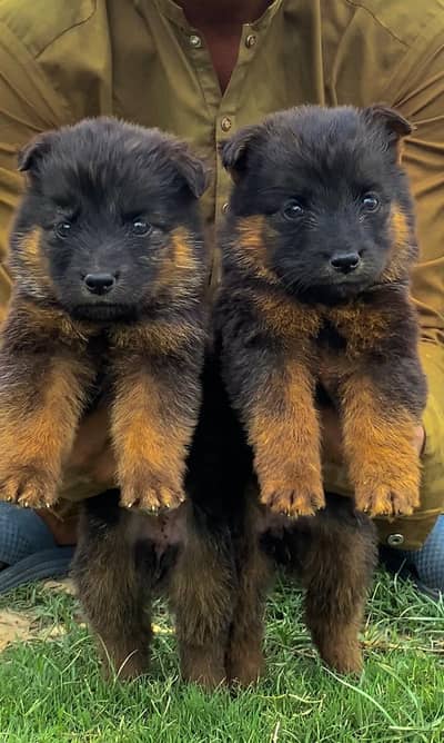 German Shepherd double coat prayer for sale