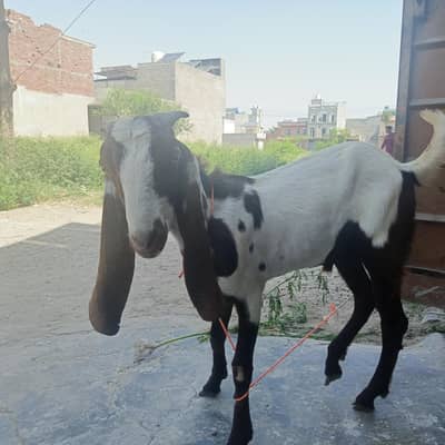 Bakra for Qurbani