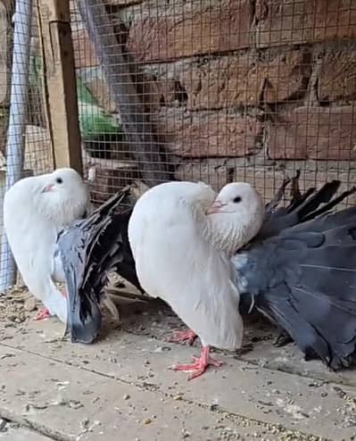butifull pair