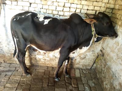 Qurbani Bull